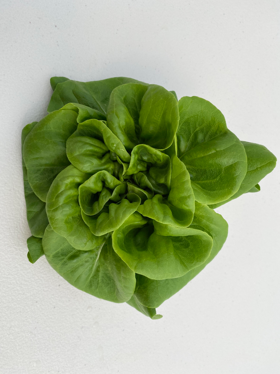 Green Salanova Lettuce Head 4 oz. Market Wagon Online Farmers